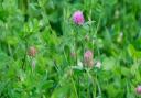 Red Clover.