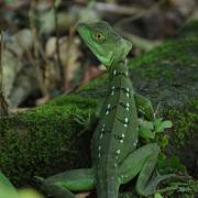 A green spiny lizard,  pictured in Cano Palma, Costa Rica.