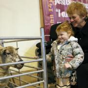 Hollie Keys, watched by Mrytle Abercromie, makes friends with the sheep at the Harvest Service.