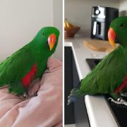 Police in Fermanagh are appealing to anyone who has seen a parrot which has been missing from the Lisbellaw area since April 14. Photo: Police Fermanagh and Omagh Facebook.