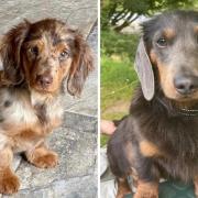 Two Daschund dogs are missing from the Lisbellaw area. Photo: Police Fermanagh and Omagh Facebook page.