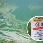 Blue green algae has been detected in Co Fermanagh.