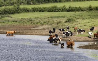 Cattle cooling down in the warm weather in Lough Erne. Photo by John McVitty..