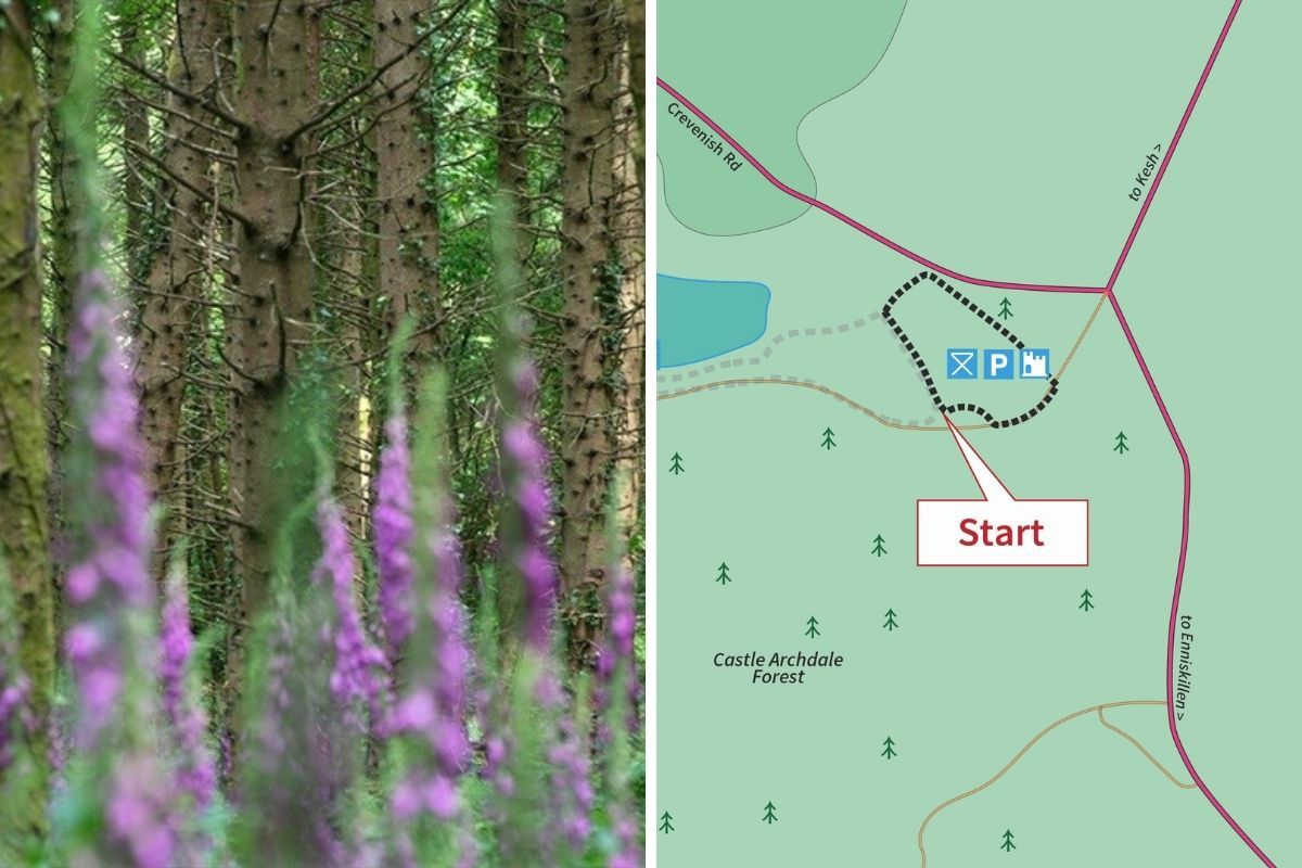 Fermanagh walks/hikes: Castle Archdale Forest - Woodland Riverside Walk