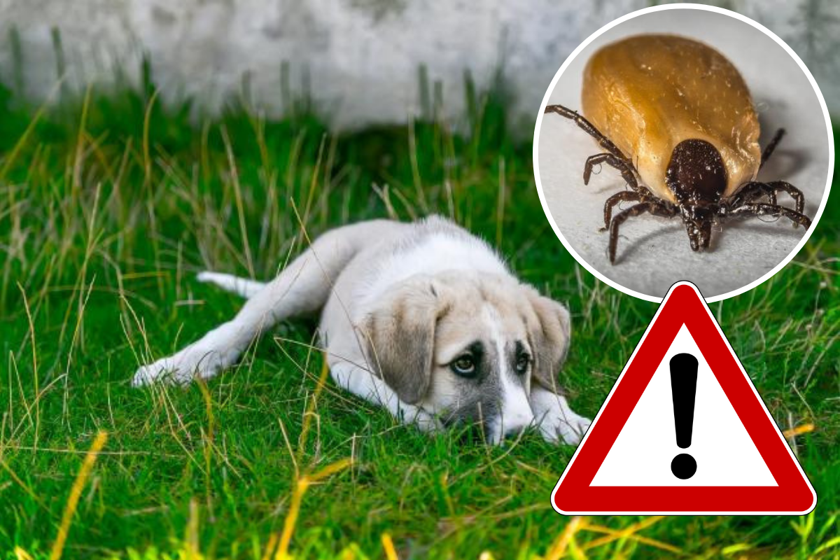 How to avoid fleas and ticks in dogs during UK heatwave