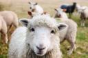 Tackle any signs of sheep scab immediately to effectively prevent it spreading. Stock image.