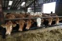 Beef cattle housed for winter feeding.