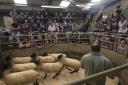 The sale of breeding sheep underway at the Ulster Farmers' Mart on Monday.