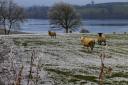 Sheep braving the winter weather outside Enniskillen.