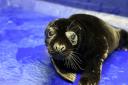 Liquorice is estimated to be around 10 weeks old (Cornish Seal Sanctuary/PA)