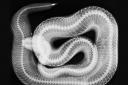 An X-ray of a Western diamondback rattlesnake