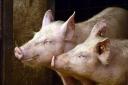 Pig producers are being urged to appy for DAERA's support scheme. Stock image.