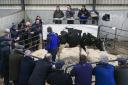 The dispersal sale of dairy cows in milk being held at Wilson Farms, Church Hill on Tuesday.
