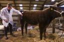 Alan Burleigh, getting his calf ready ahead of The Stars of The Future Show and Sale at Clogher Mart.