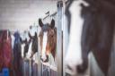 A tour of the equine yard at Enniskillen Campus can be taken during the Open Day on March 25.
