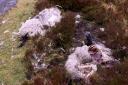 Dead sheep dumped at Gortalughany Viewpoint which is part of the Cuilcagh Trail.