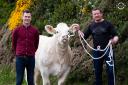 Paul McDonald, vice-chairman Fermanagh Pedigree Livestock Breeders Group and Thomas Keelagher, committee member with the Charolais heifer, first prize in the recently launched prize draw. Tickets available from all group members.