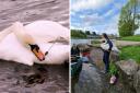 Ensnared swan safely rescued from Lough Erne