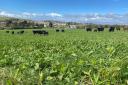 Cattle grazing a multi-species sward on the farm of EIP group member Paul Turley.
