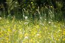 This time of year sees many pretty meadow and natural scenes - unfortunately, it also can trigger hay fever for sufferers, who will be seeking relief from their often unpleasant symptoms. Stock image.