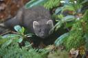 Pine marten presence ‘almost doubles’ in Northern Ireland. Photo: PA.