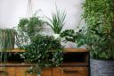 The health and wellness experts Eden’s Gate have done some digging and have collated 10 houseplants that are virtually indestructible.