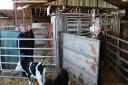 Victor Chestnutt discusses animal handling facilities on the farm.