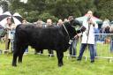 Fintan Keown from Belleek with his second-placed Aberdeen Angus bull.