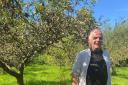 Phil Wheal: Apple expert, surrounded by his bumper load of apples. He is Co Ordinator of the MSLETB course in Organic Horticulture..