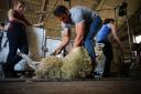 Young farmers offered special price for sheep shearing courses.