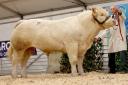 The sale topper, Brogher Trump, selling for 9,200gns.