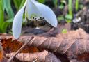 An inverted bee inside a snowdrop.