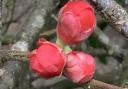 Winter buds on Quince Japonica.
