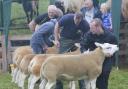 Judging of a sheep section under way at a previous Fermanagh County show.