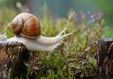 Snails were among the unwelcome garden pests discussed at the final meeting of the winter season for Fermanagh Gardening Society.