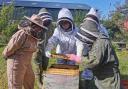 Students working on hives.