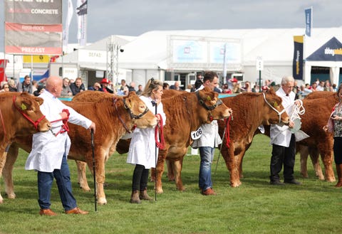 Balmoral Show returns as NI Food hailed as 'best in the world'