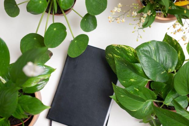 Impartial Reporter: A black notebook surrounded by indoor plants. Credit: PA