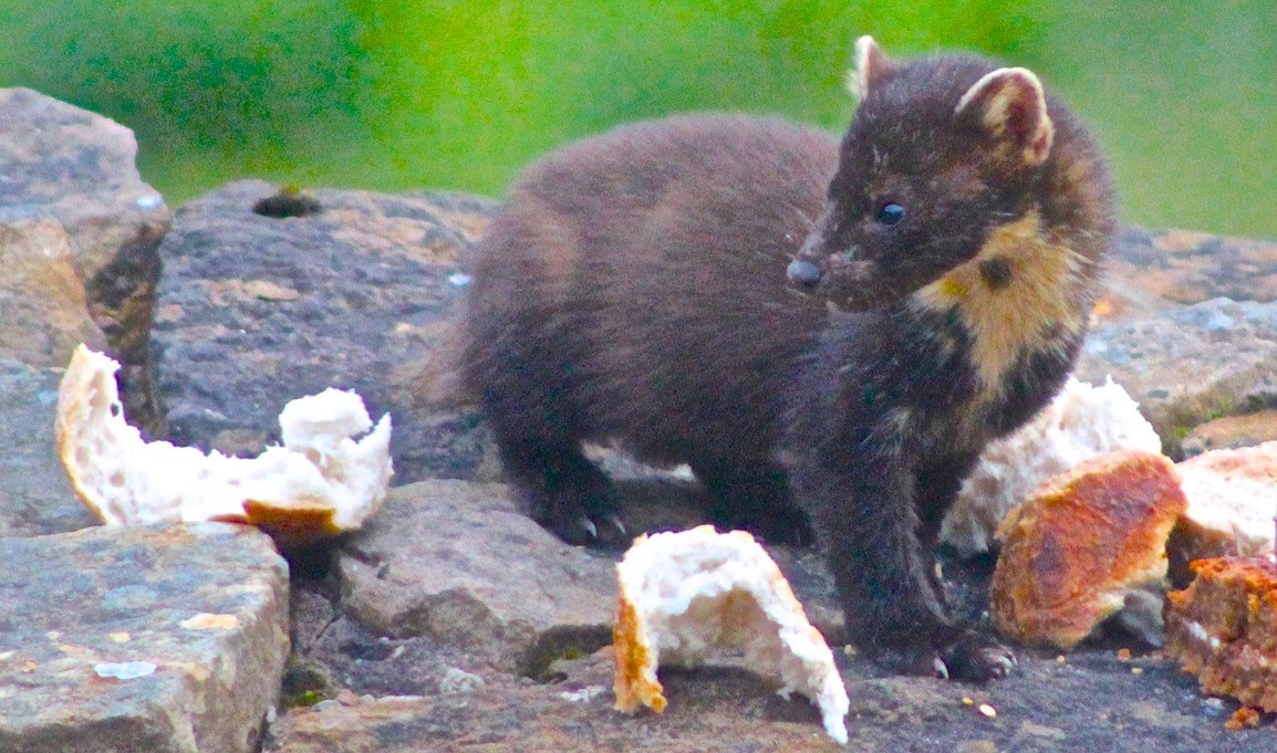 A pine marten photographed by Richard.