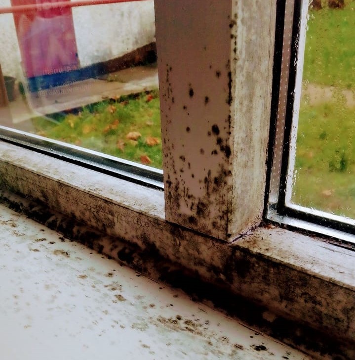 Mold in Lisa McElroys house.