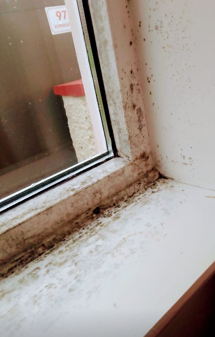 Mold in Lisa McElroys house.