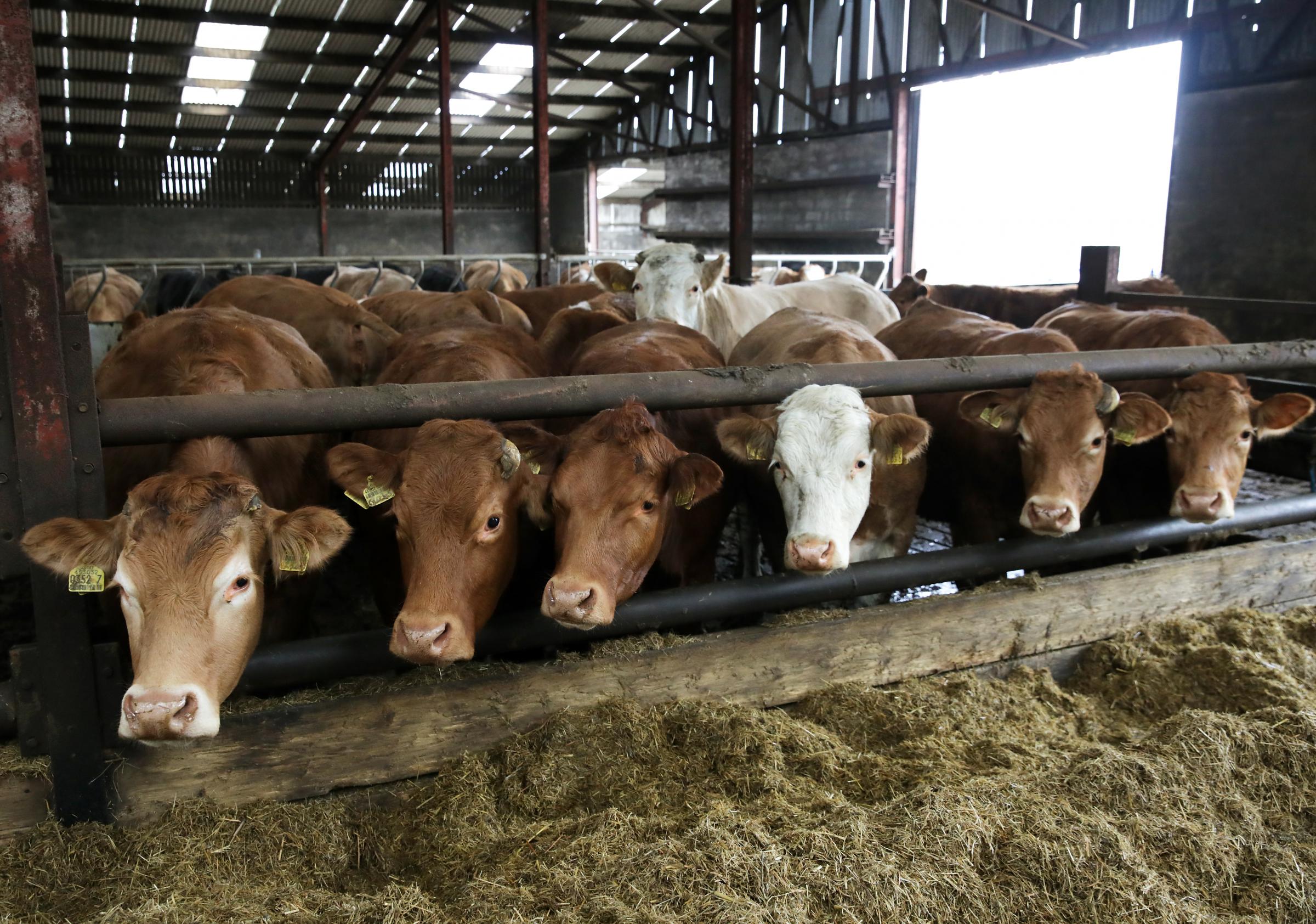 New data shows beef prices up by over 32p per kg in past year
