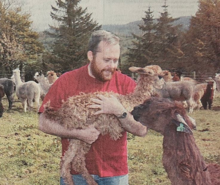 Fermanagh in 2002: Alpacas swap the mountains of Peru for Fermanagh