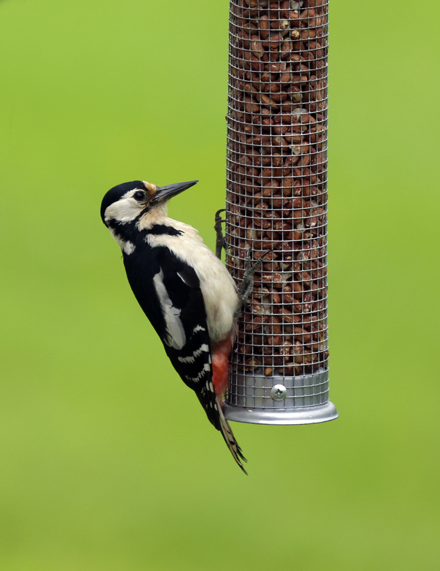 The Great Spotted Woodpecker in Newtownbutler