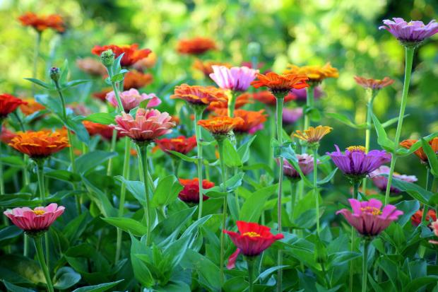 Impartial Reporter: Colorful Flowers in a Garden.  1 credit