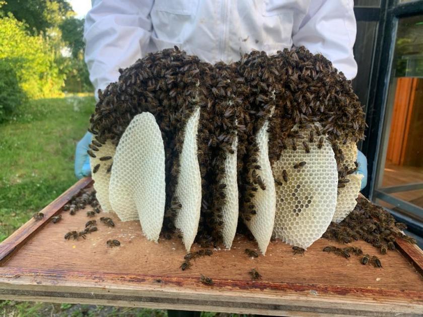 The upcoming Honey Show is a highlight for Beekeepers