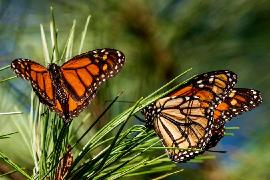 Monarch butterfly numbers rebound in California
