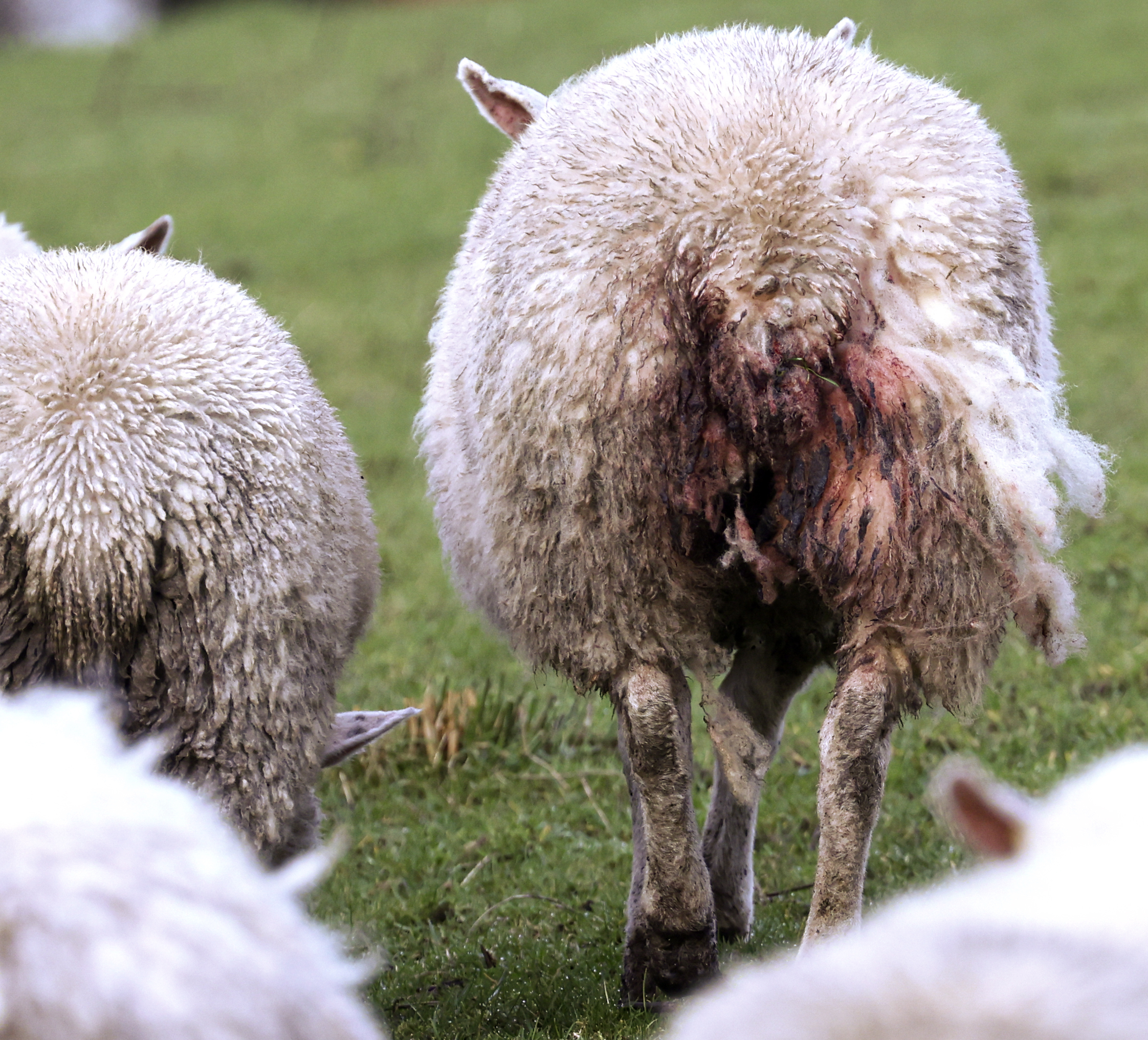Fermanagh farmers fear more animal killings after dog attacks - Vimarsana News