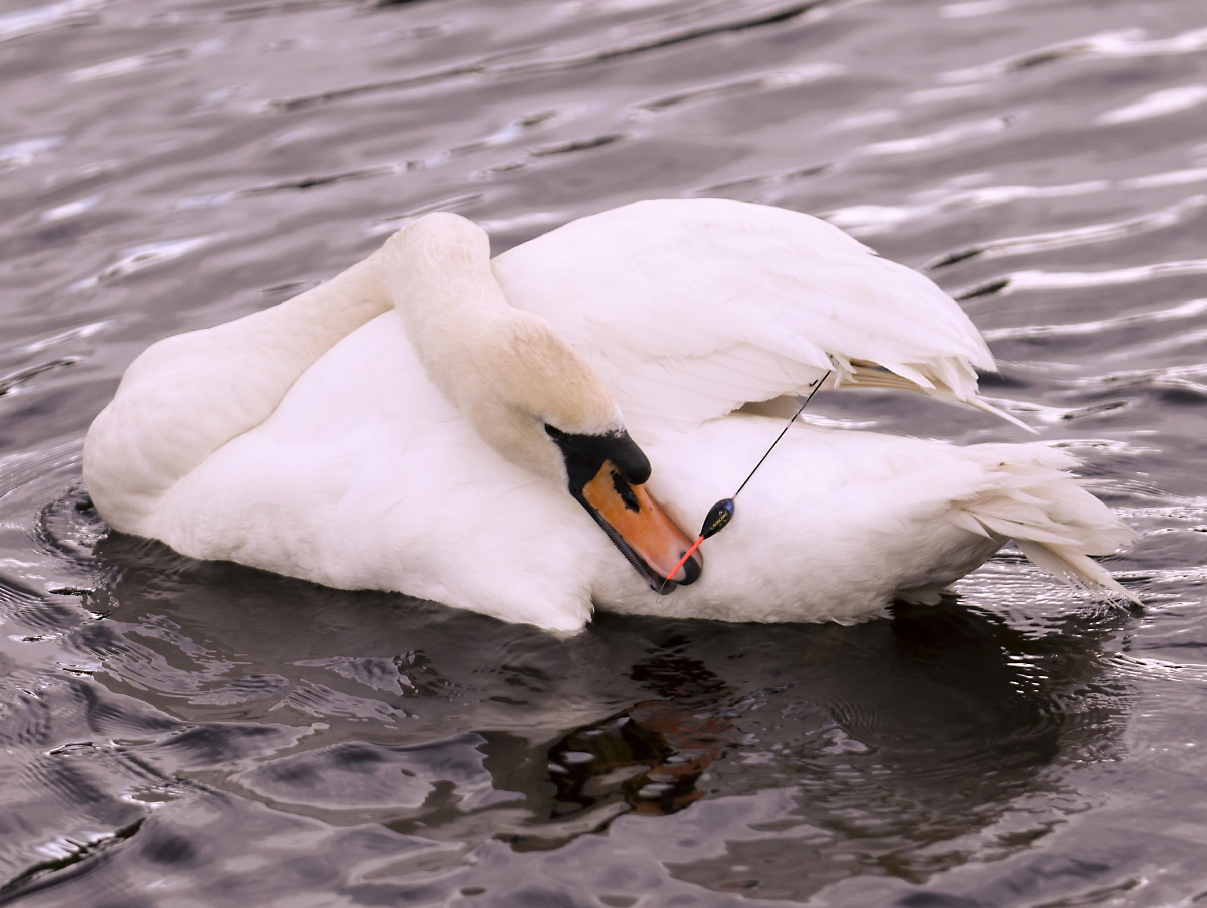 A swan wrestles with a anglers float on Lough Erne.