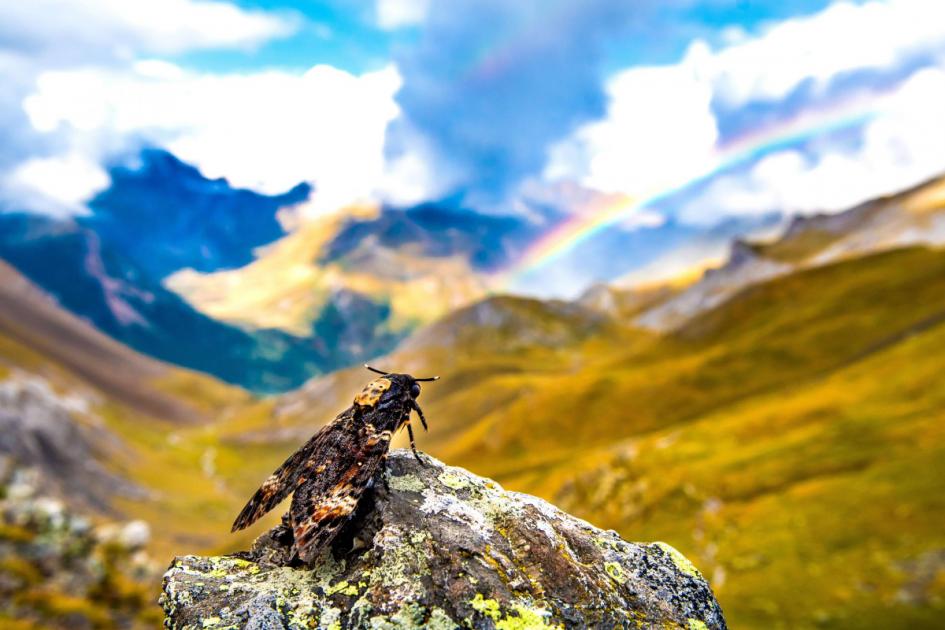 Étude : Les chauves-souris se nourrissent pendant que les insectes migrent à travers les Pyrénées